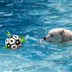 "犬用インタラクティブサッカーブレインゲーム